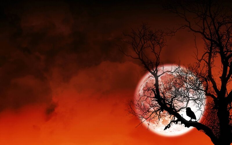 Owl on Tree Branch — Red