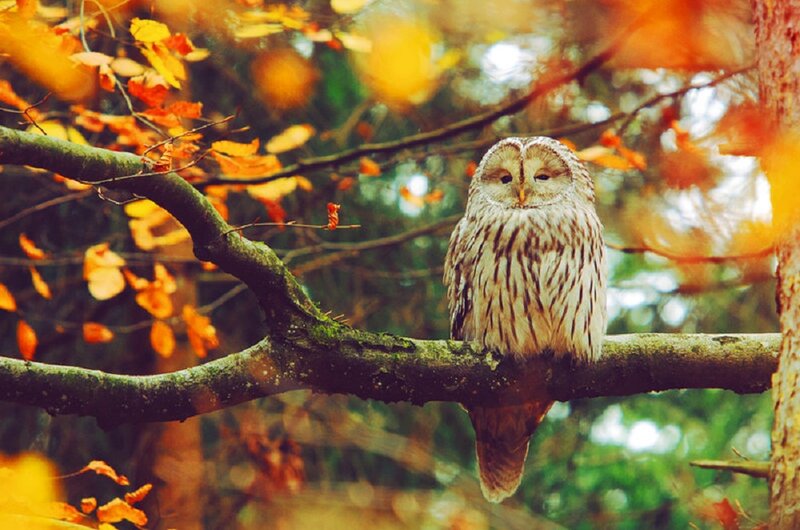 Owl on Tree Branch