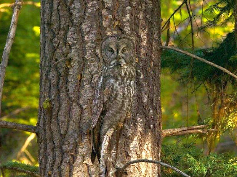 Owl on Tree Trunk