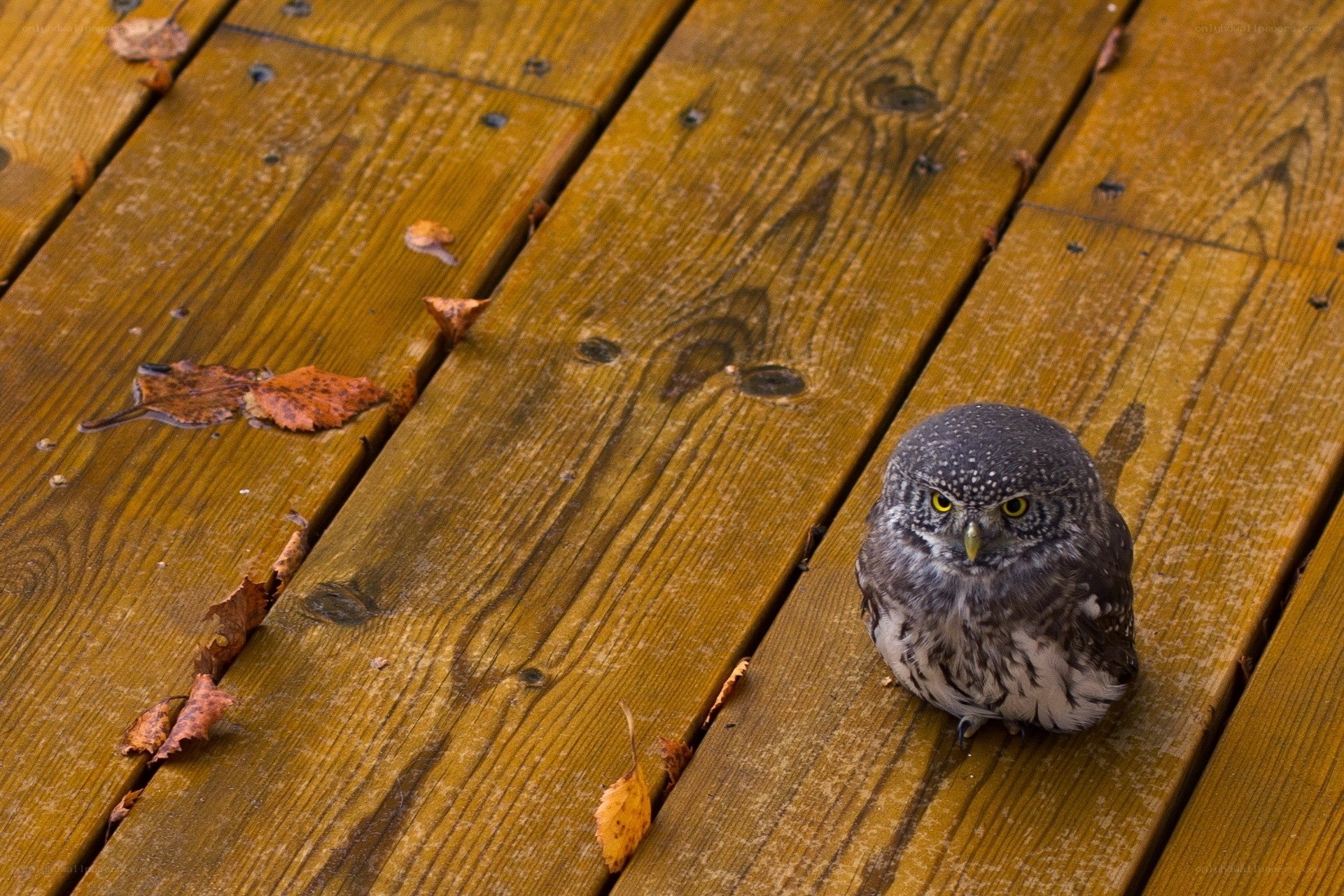 Owl on wooden deck