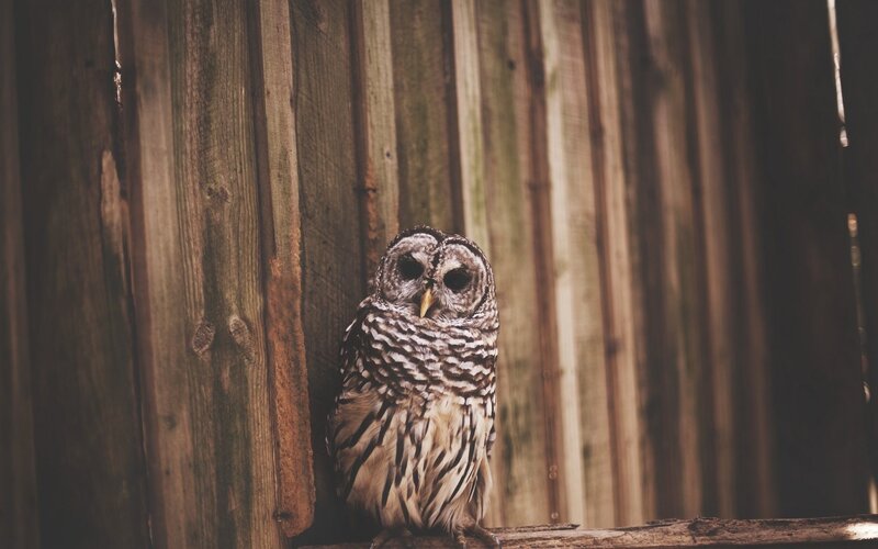 Owl on wooden fence