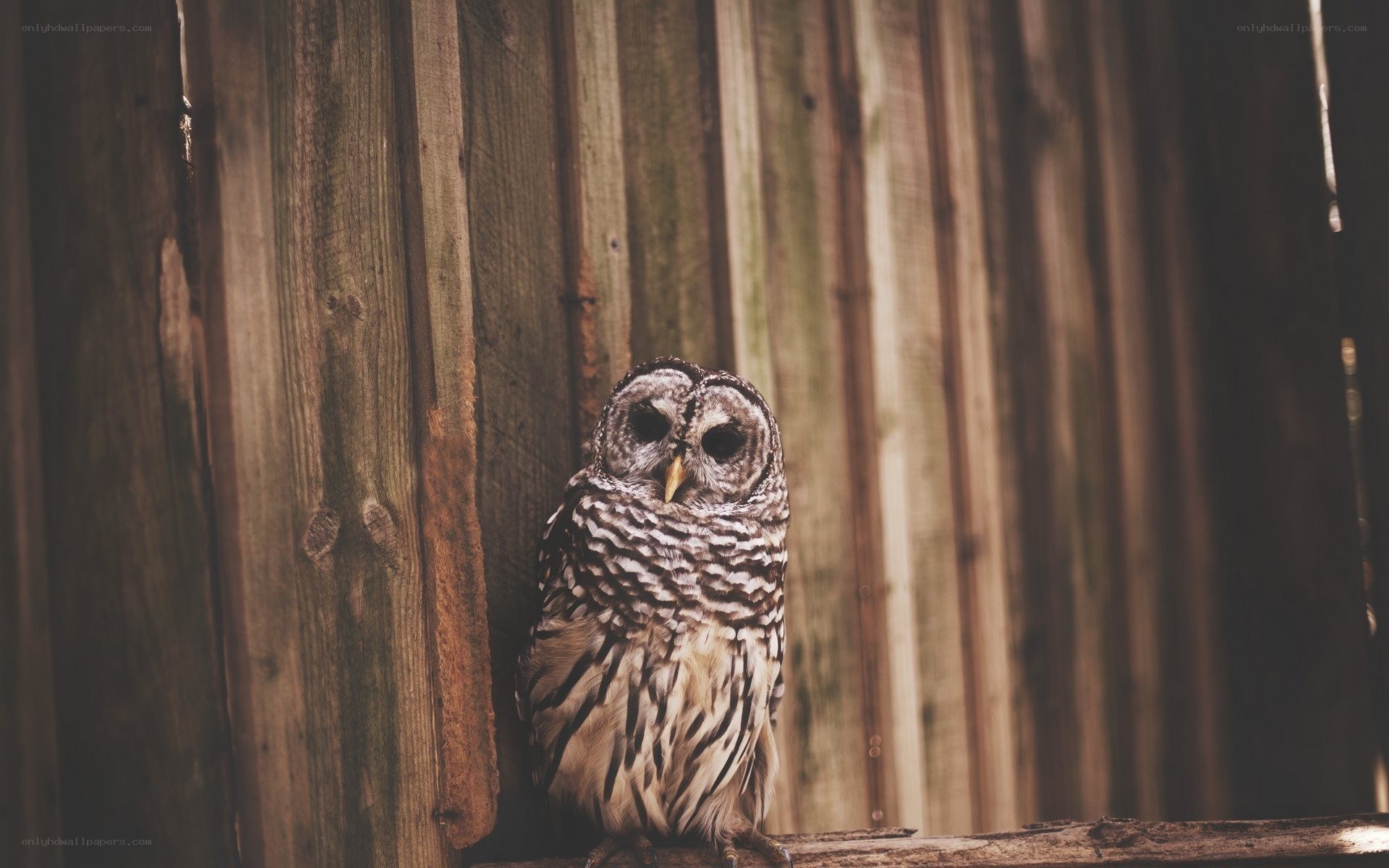 Owl on wooden fence