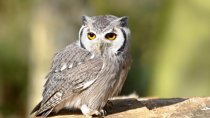 Owl on Wooden Surface — Gray