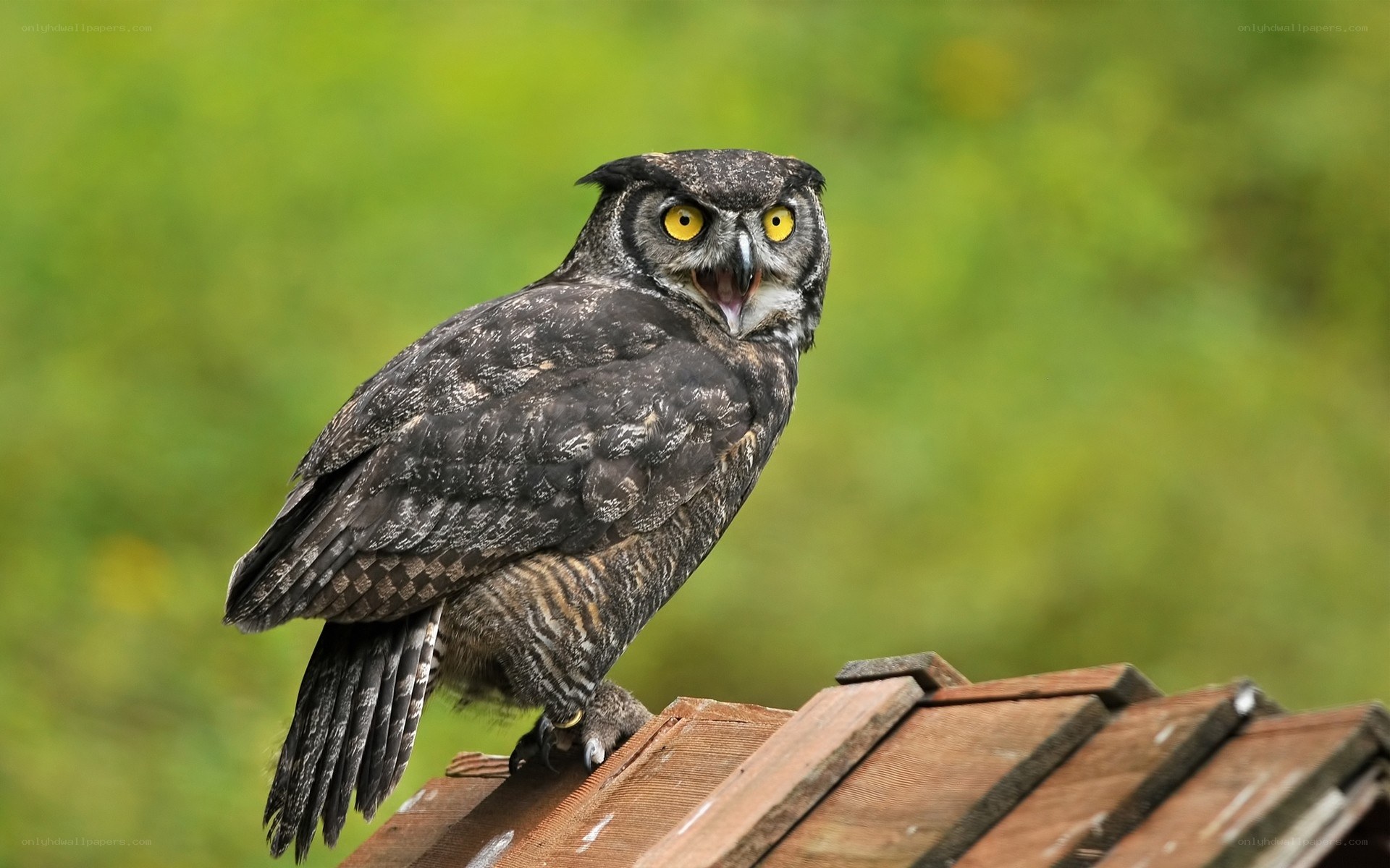 owl on wooden surface