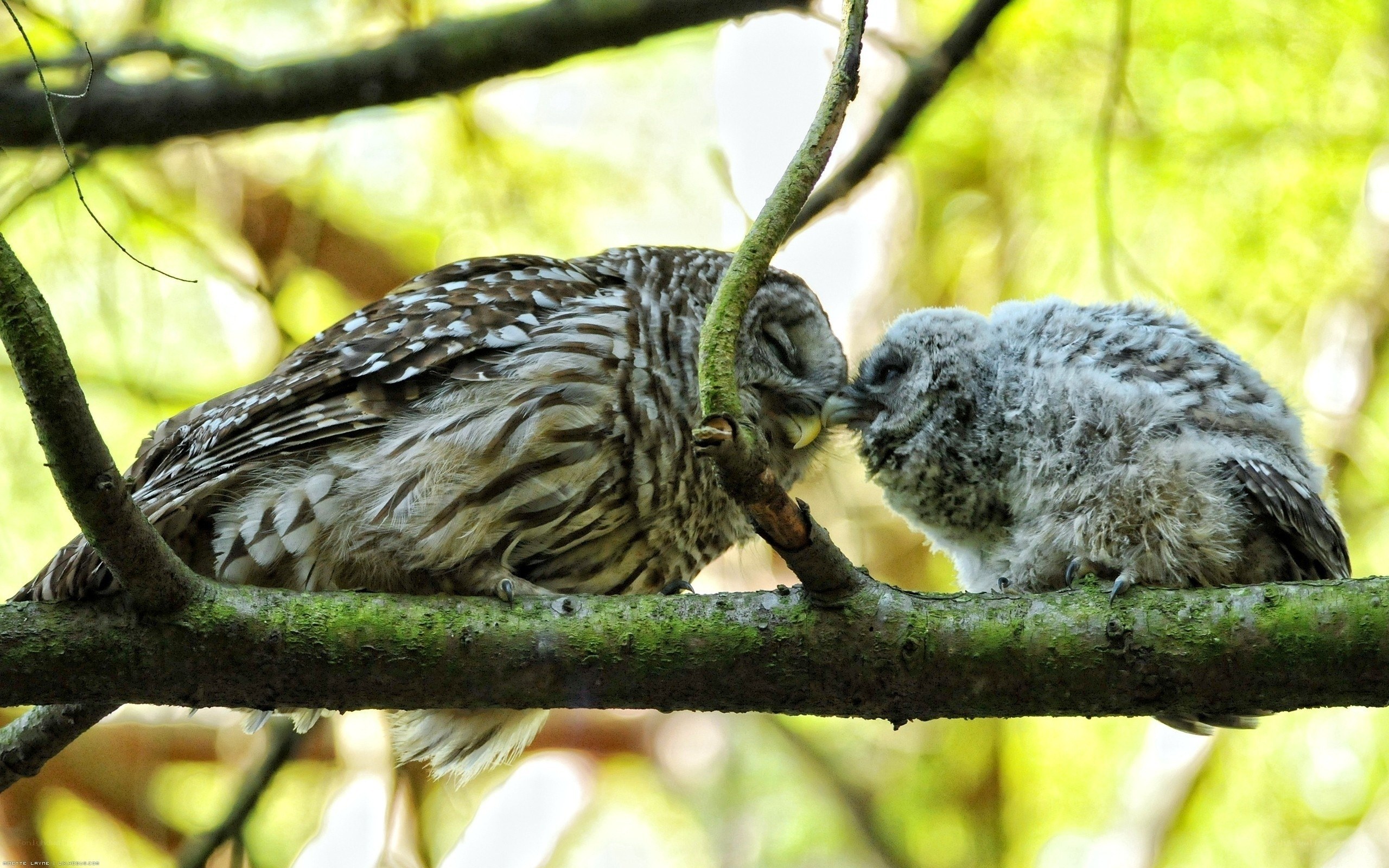 Owl parent feeding chick