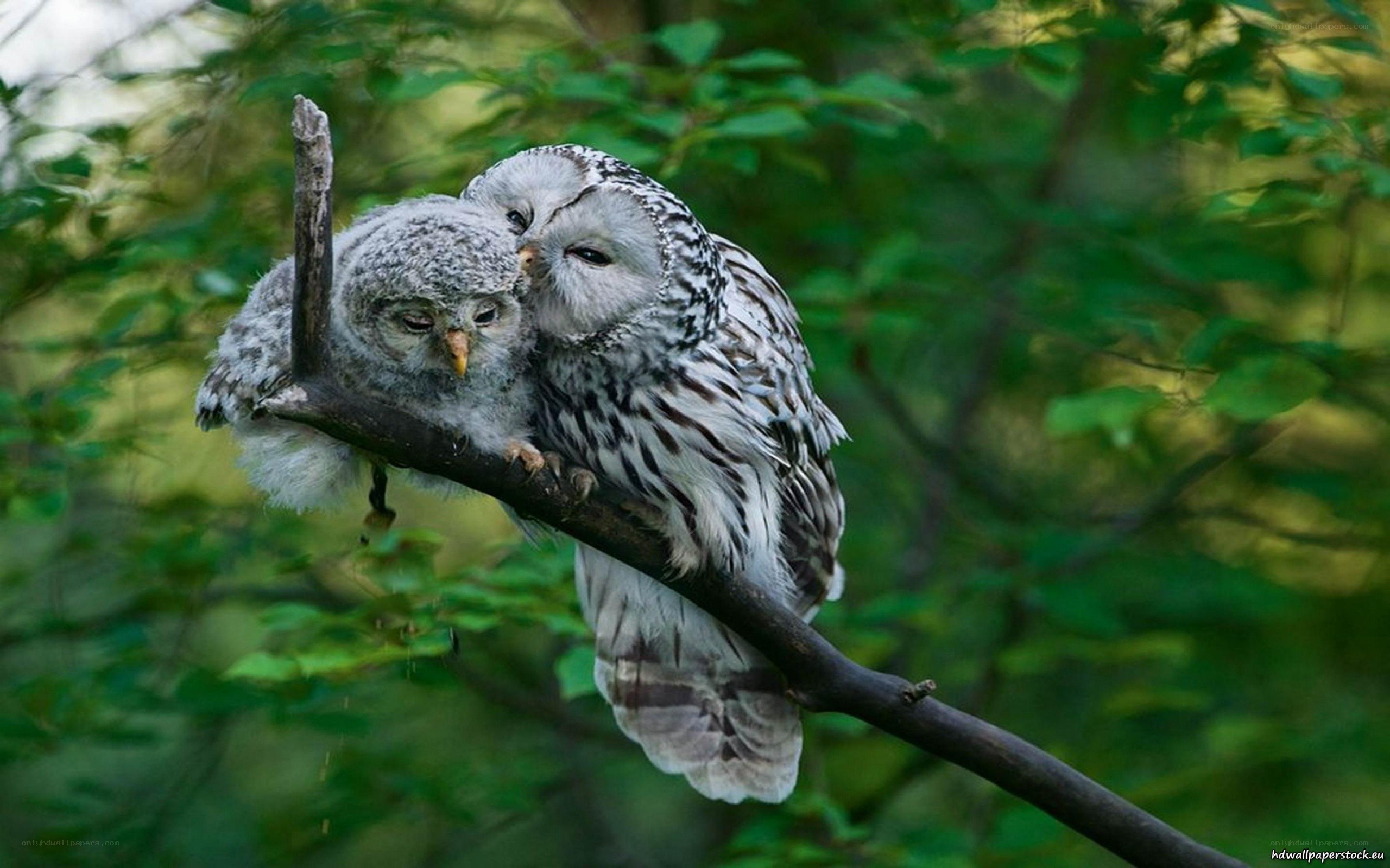 Owl parents with chick