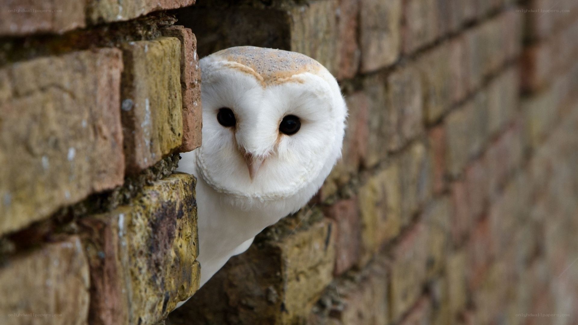 Owl peeking from brick wall