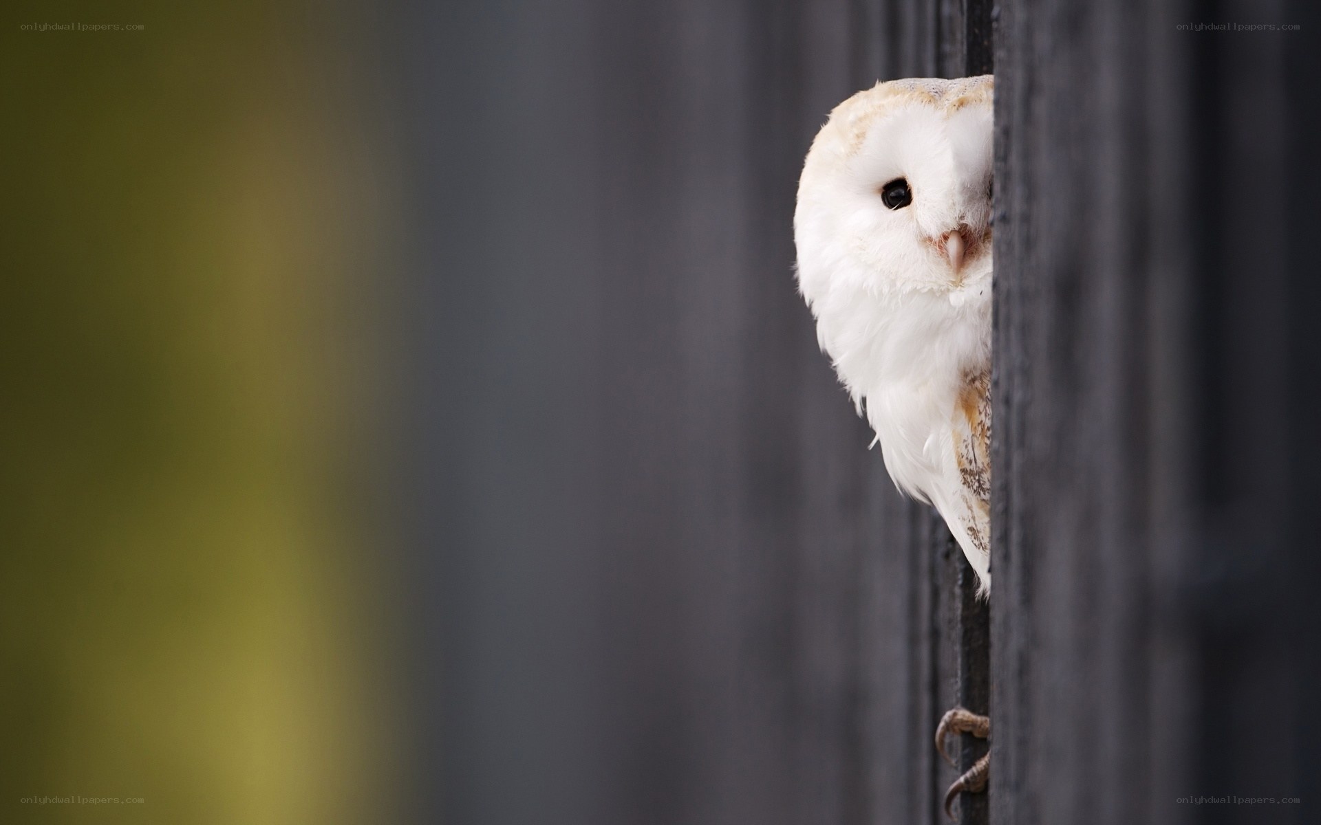 owl peeking from fence