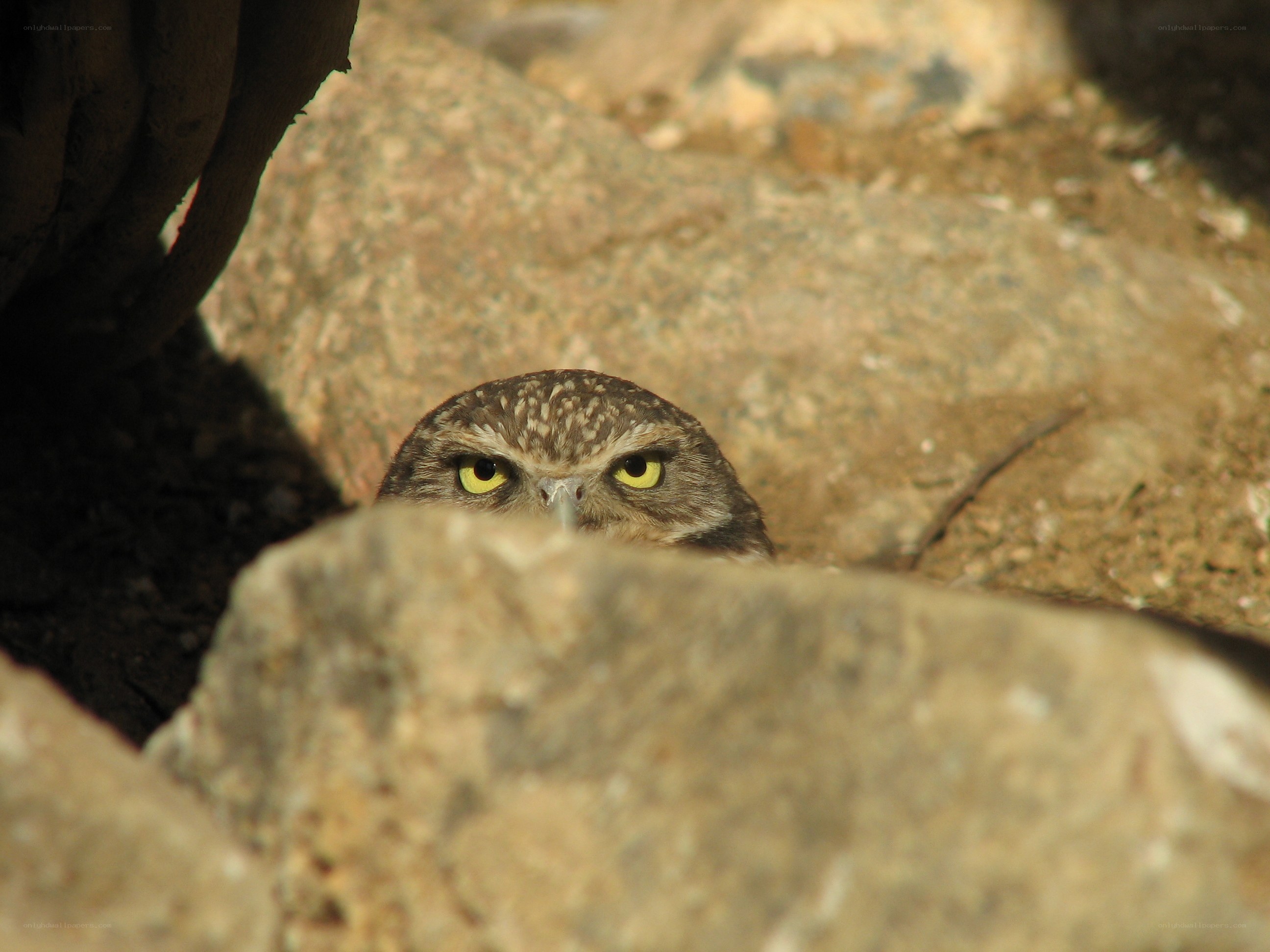 owl peeking from rocks