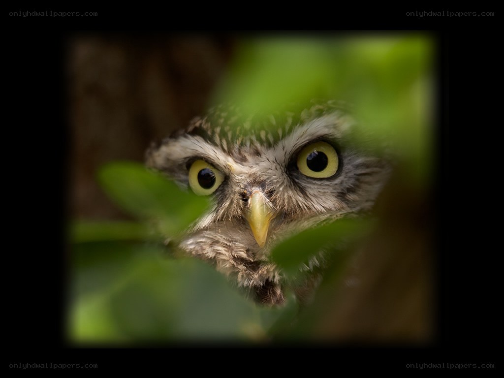 Owl peeking through leaves