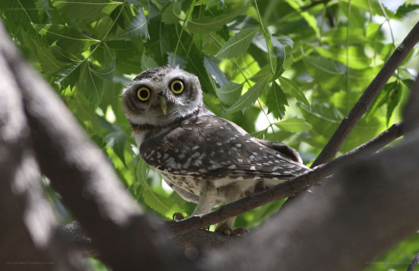 Owl perched in a tree