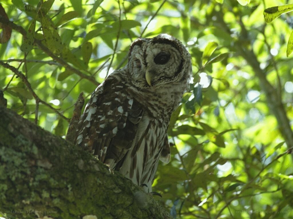 Owl perched in a tree