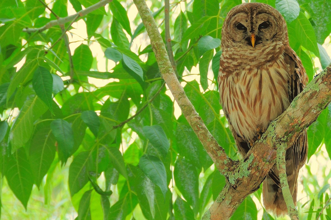 Owl perched in a tree