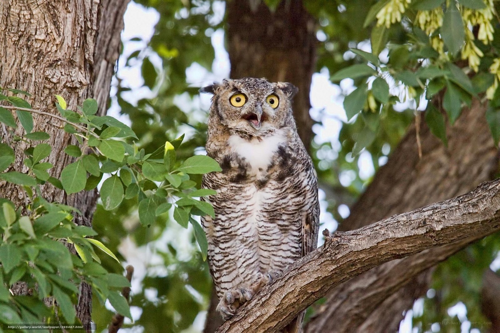 Owl perched in a tree