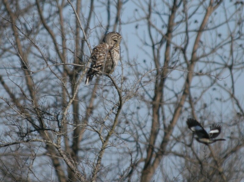 Owl perched in bare tree