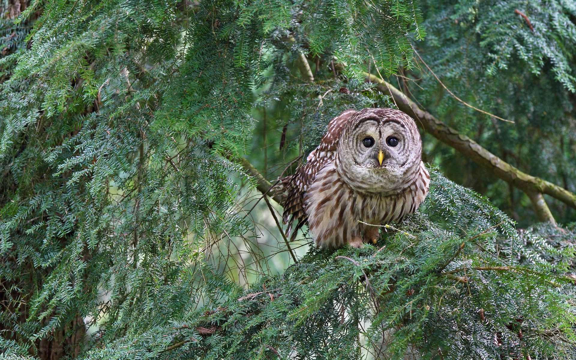 Owl perched in evergreen tree