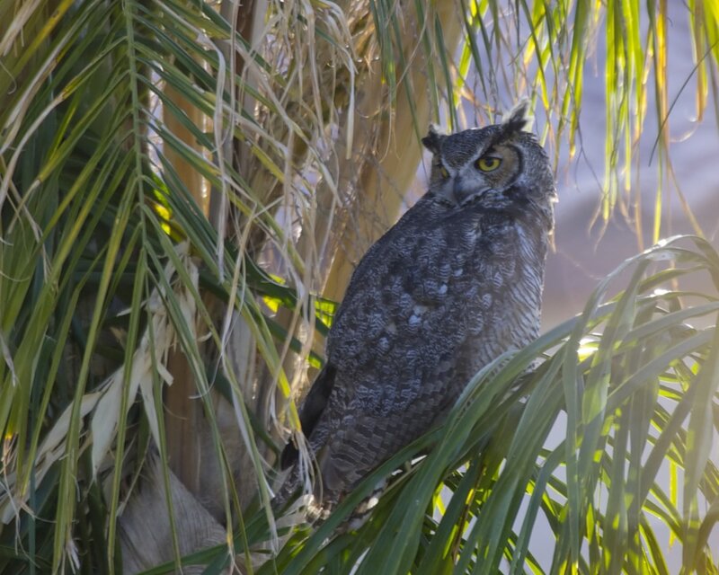 Owl perched in palm tree