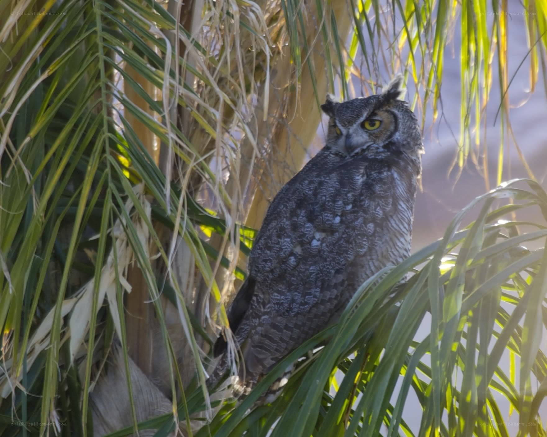 Owl perched in palm tree