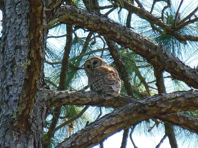 Owl perched in pine tree