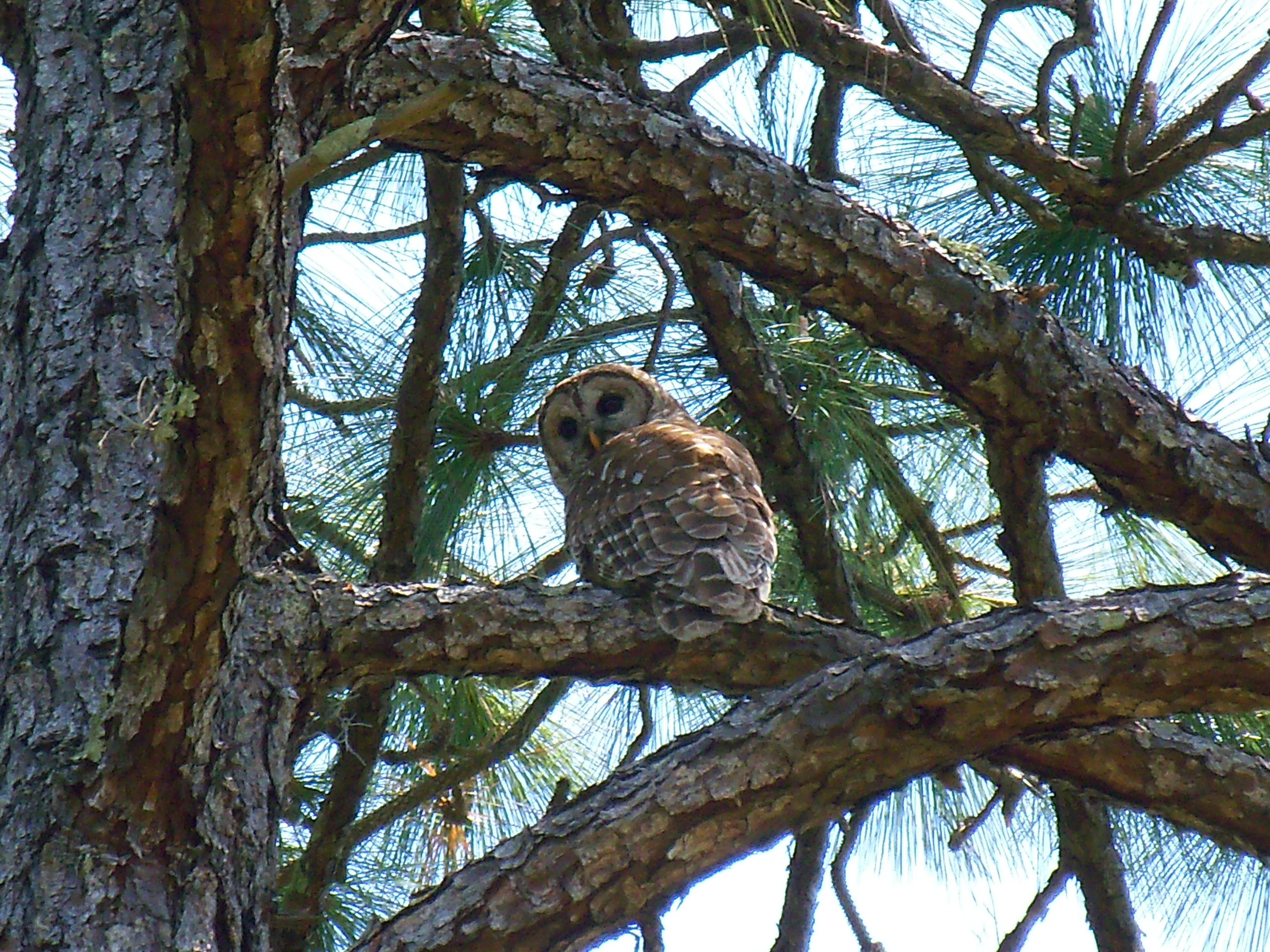 Owl perched in pine tree