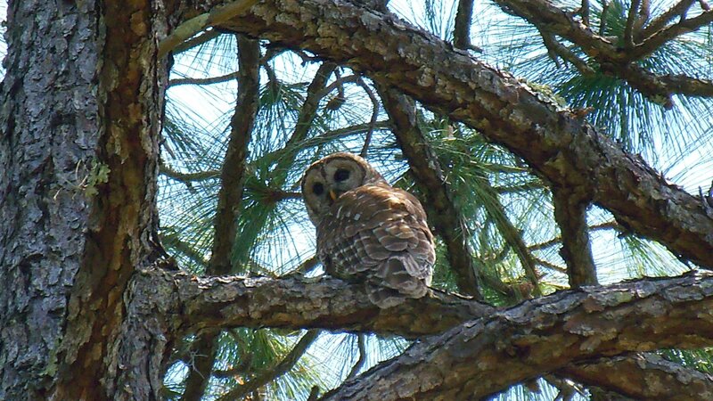 Owl perched in pine tree