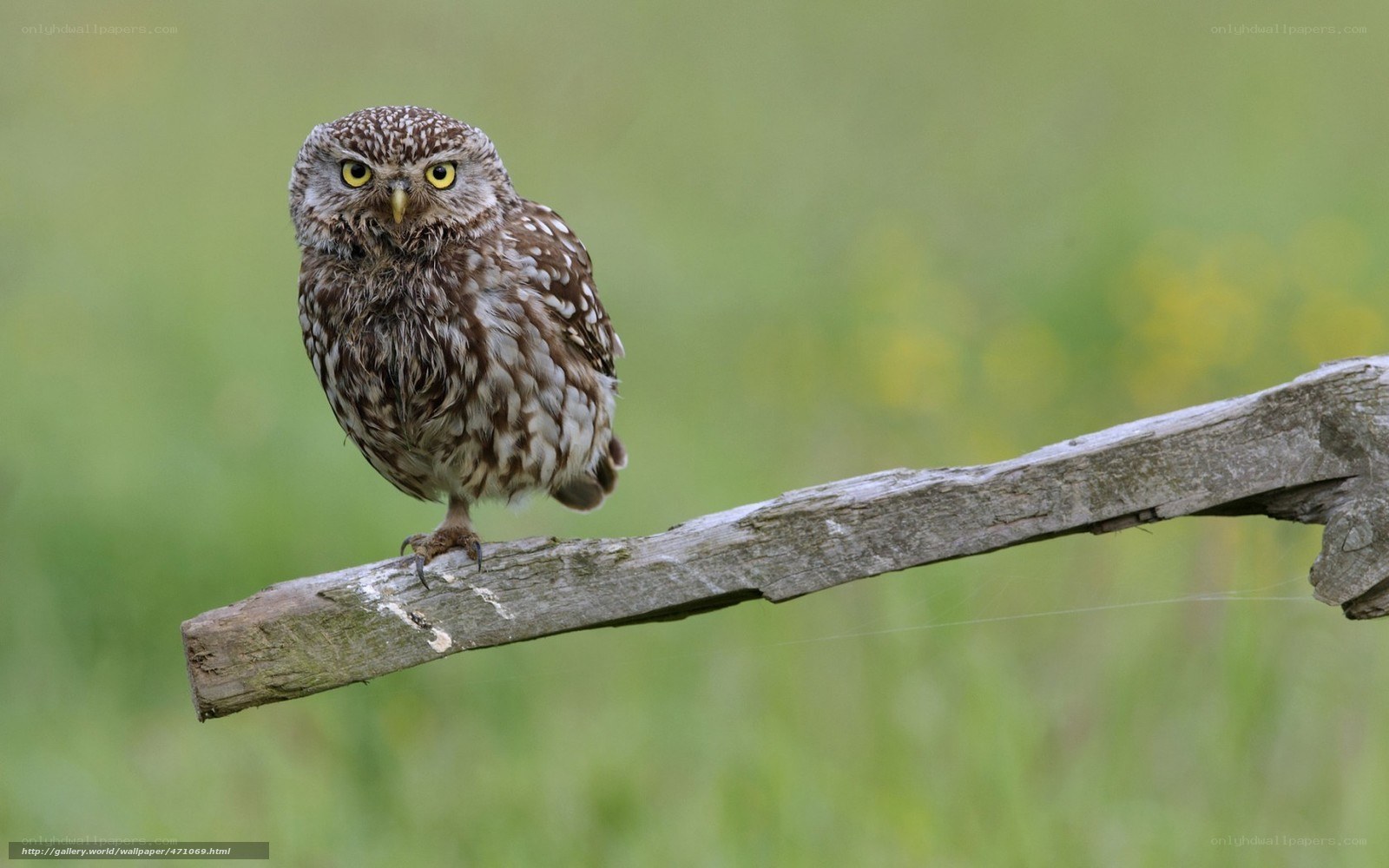 Owl perched on a branch