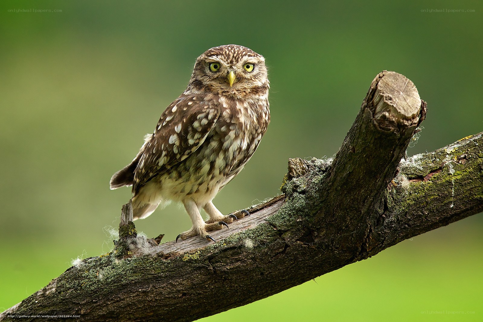Owl perched on a branch