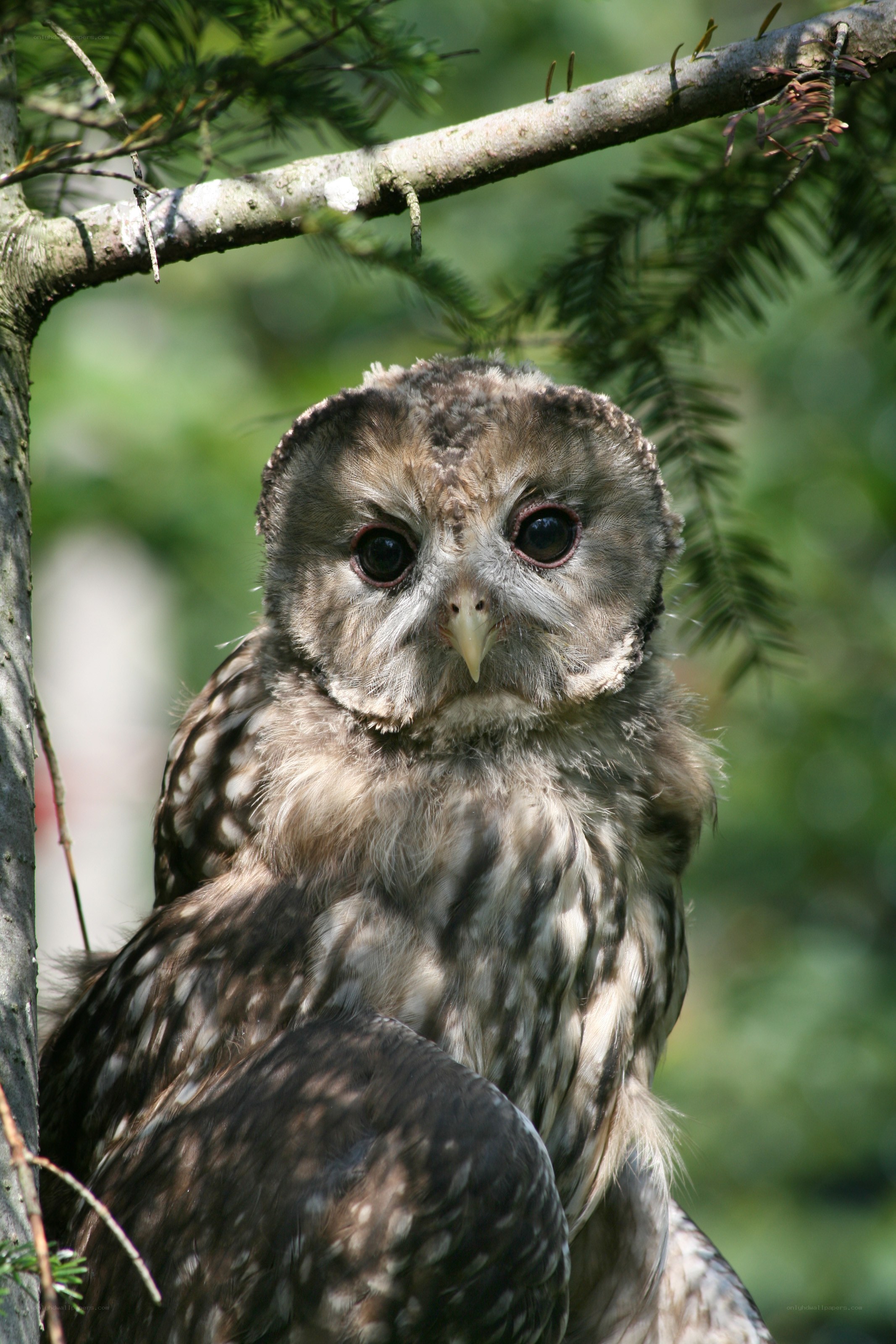 Owl perched on a branch