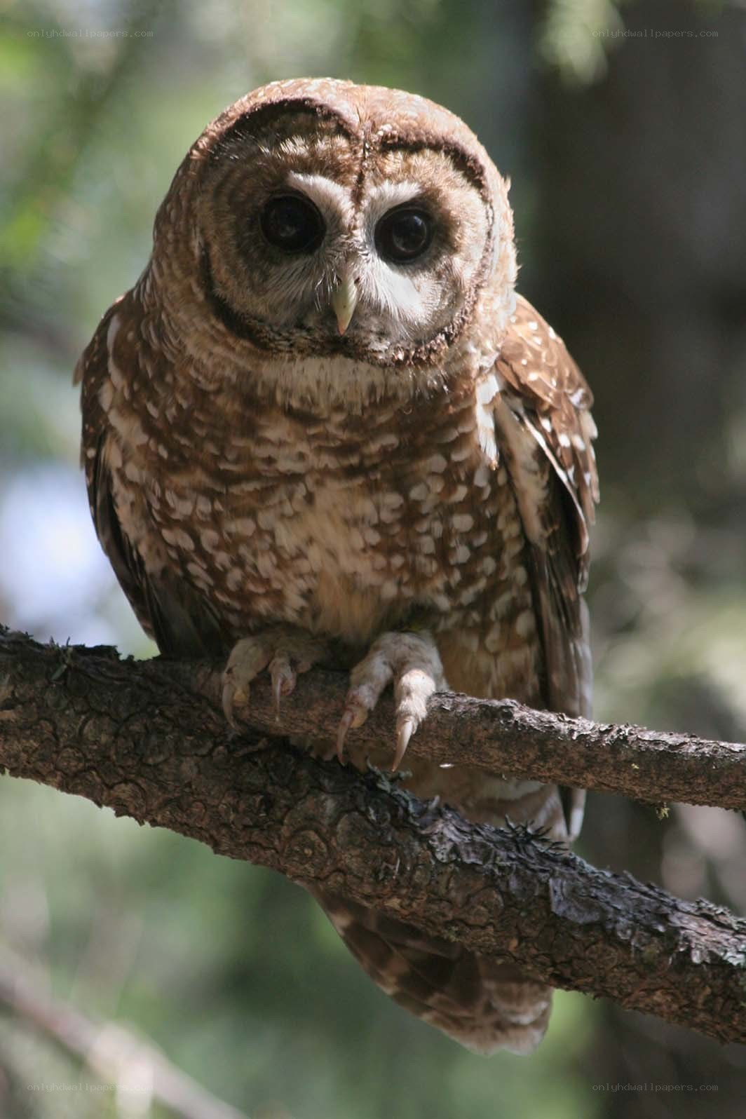 Owl perched on a branch