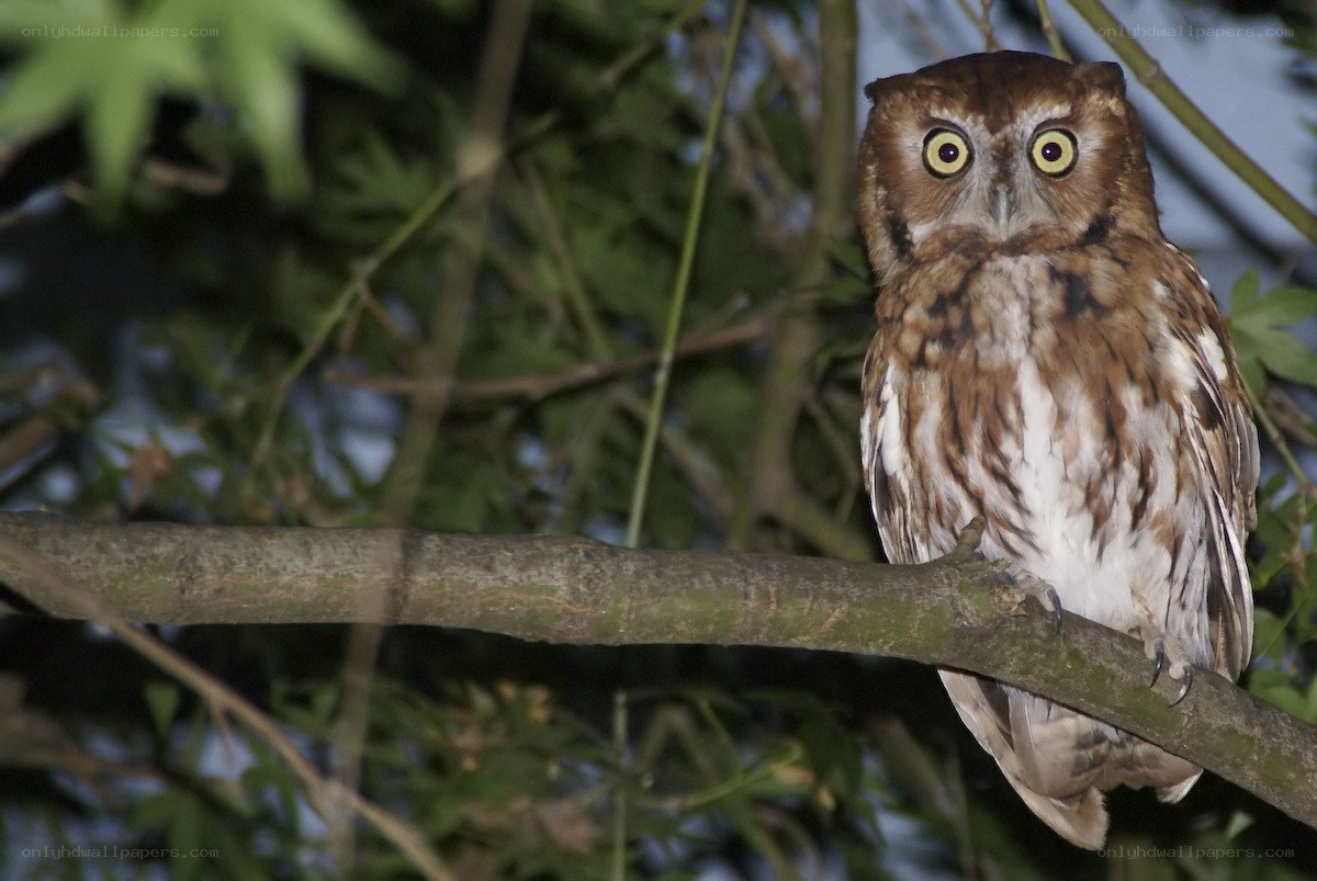 Owl perched on a branch