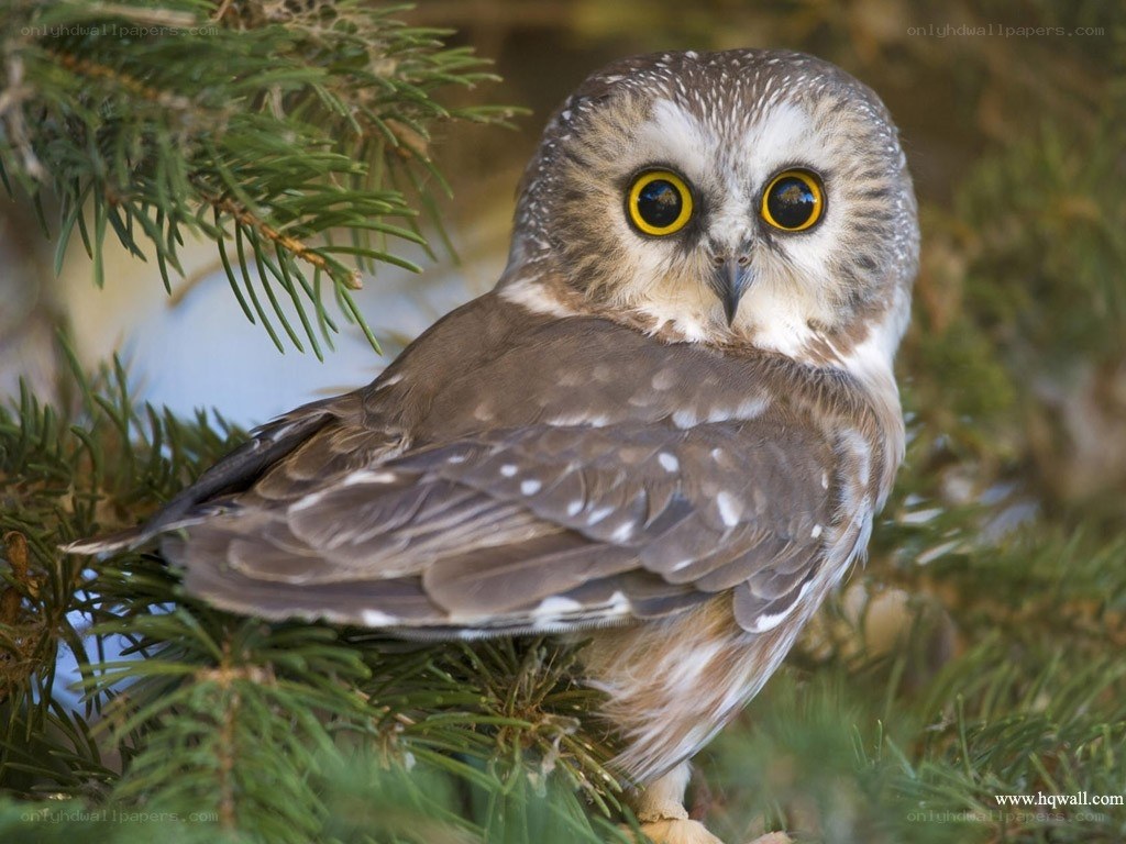 owl perched on a branch