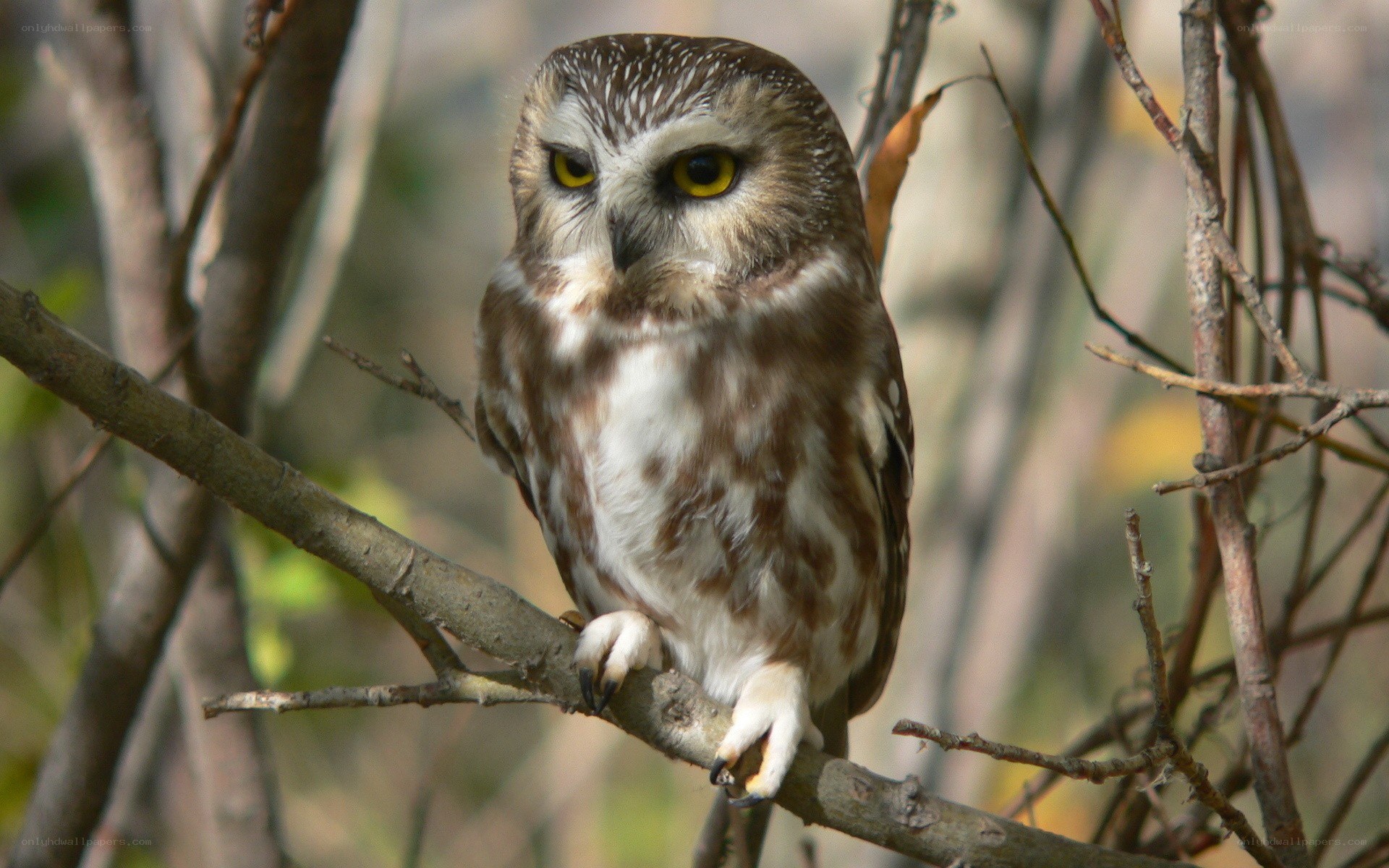 owl perched on a branch