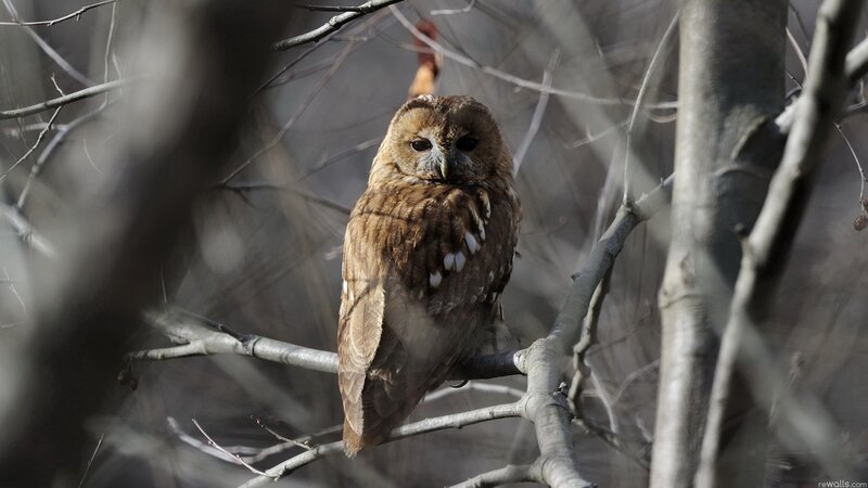 Owl perched on a branch