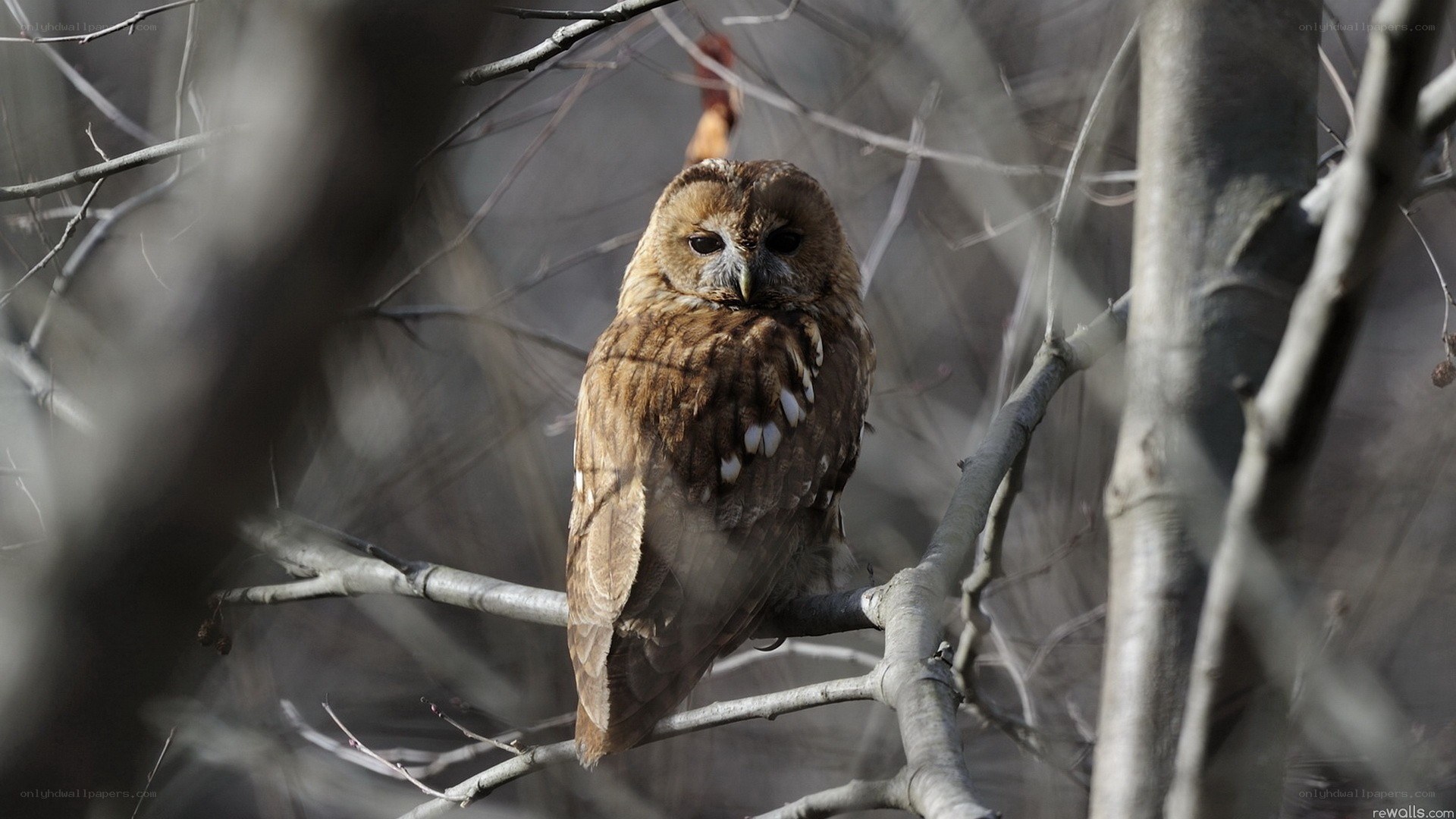 Owl perched on a branch