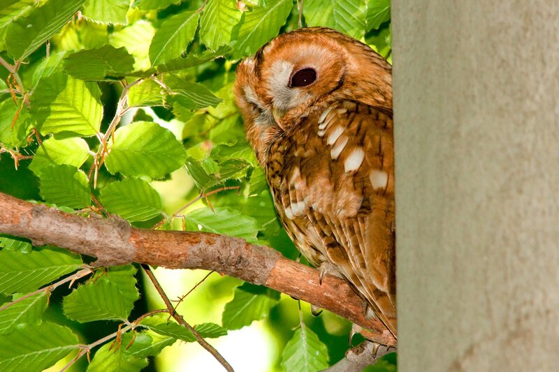 Owl perched on a branch