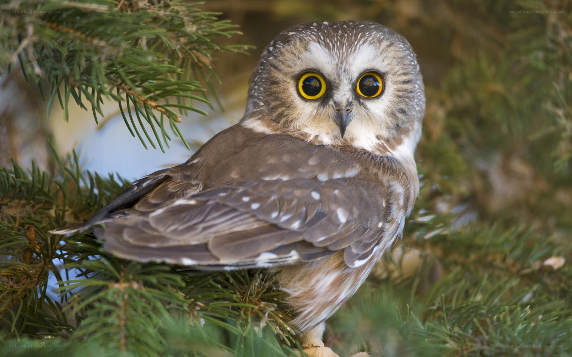 owl perched on a branch