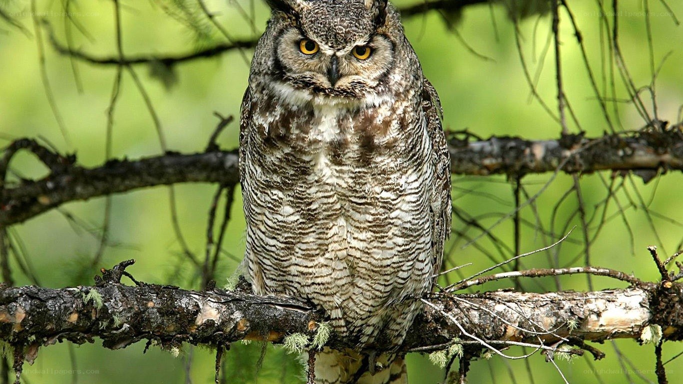 Owl perched on a branch
