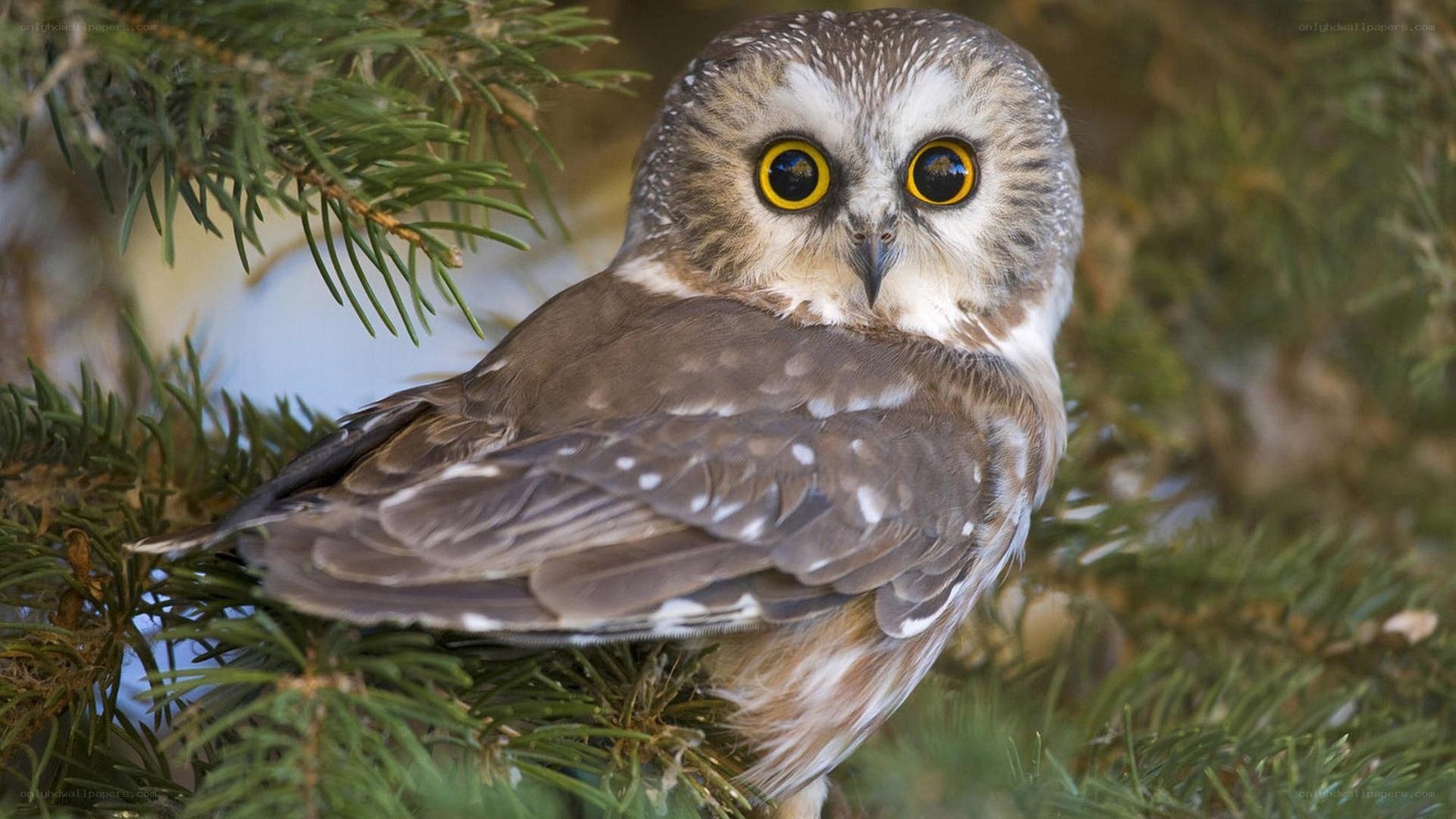 Owl perched on a branch