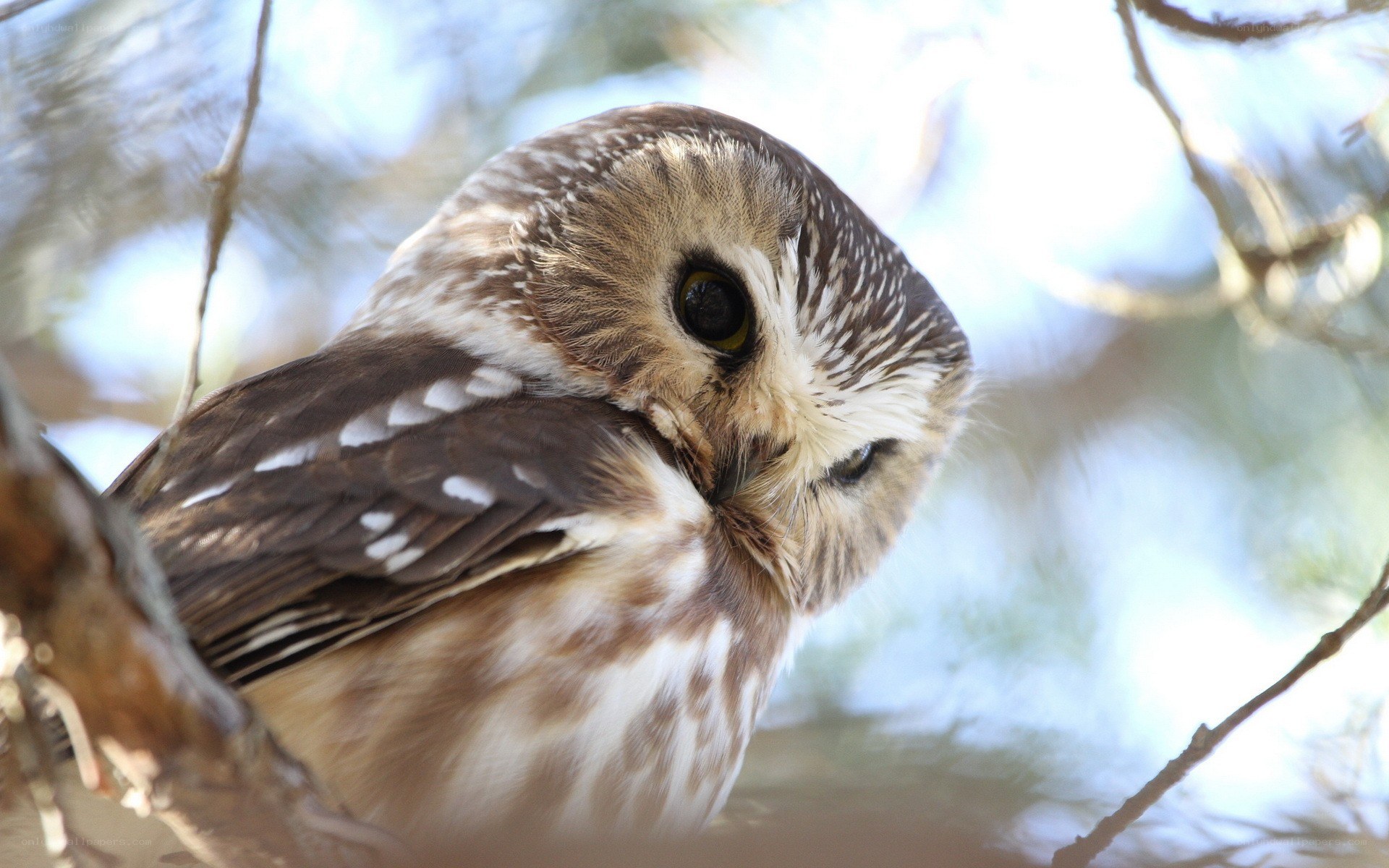 owl perched on a branch