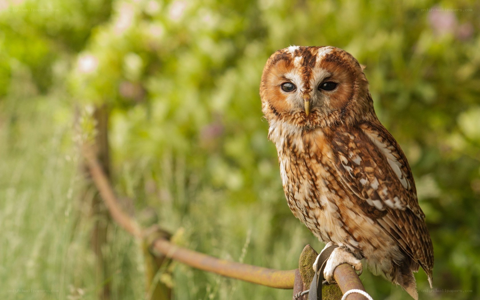 owl perched on a branch