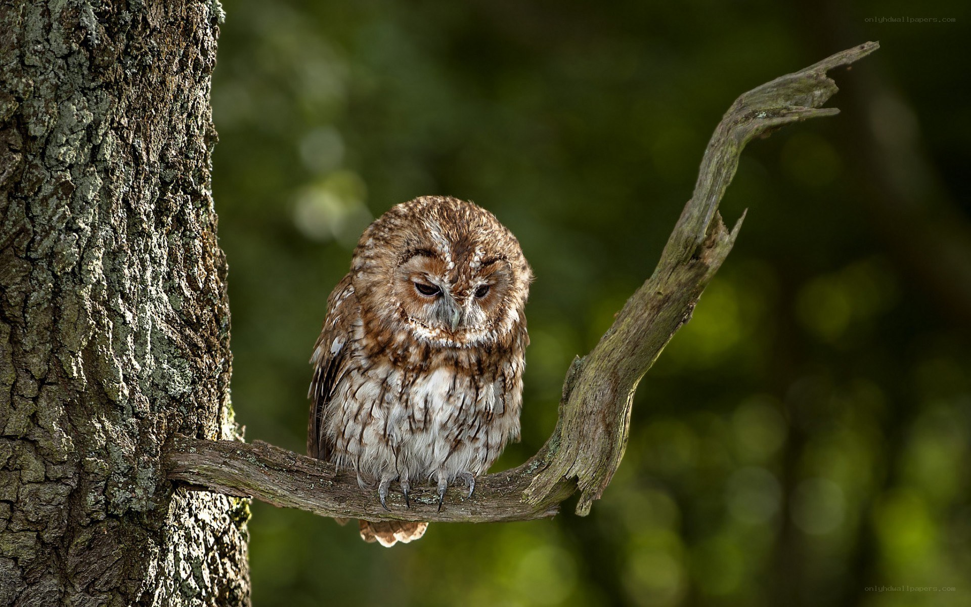 Owl perched on a branch