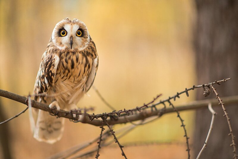 Owl perched on a branch