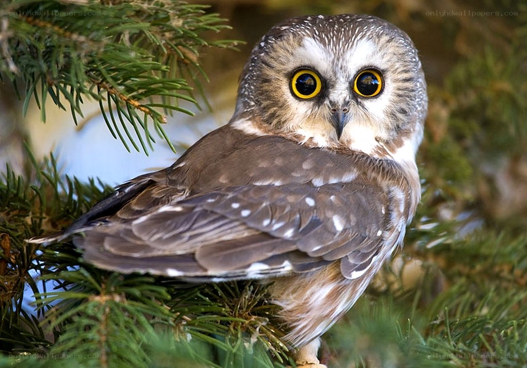 Owl perched on a branch