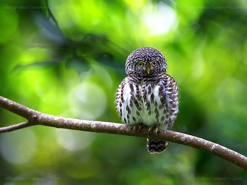 Owl perched on a branch