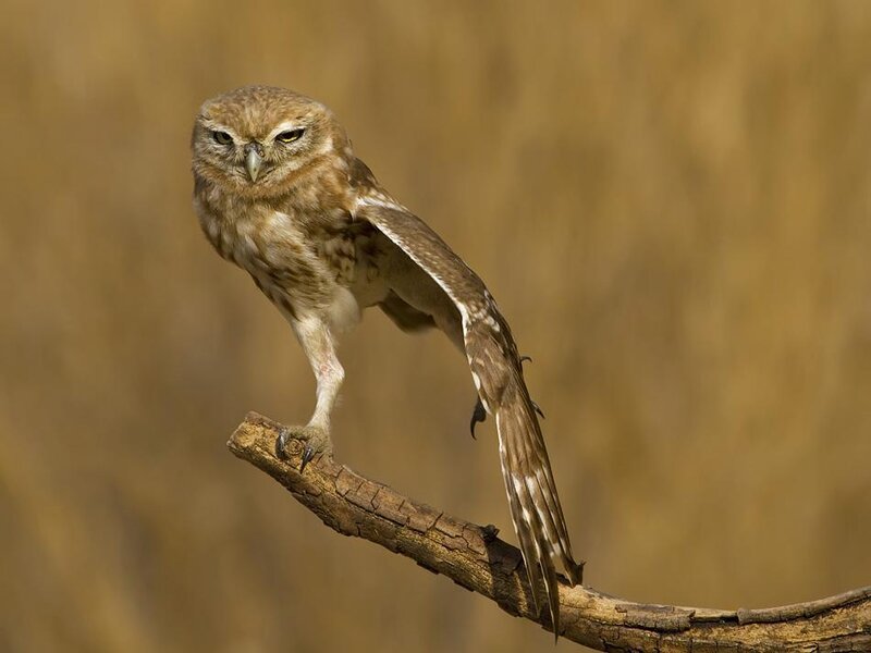 Owl perched on a branch