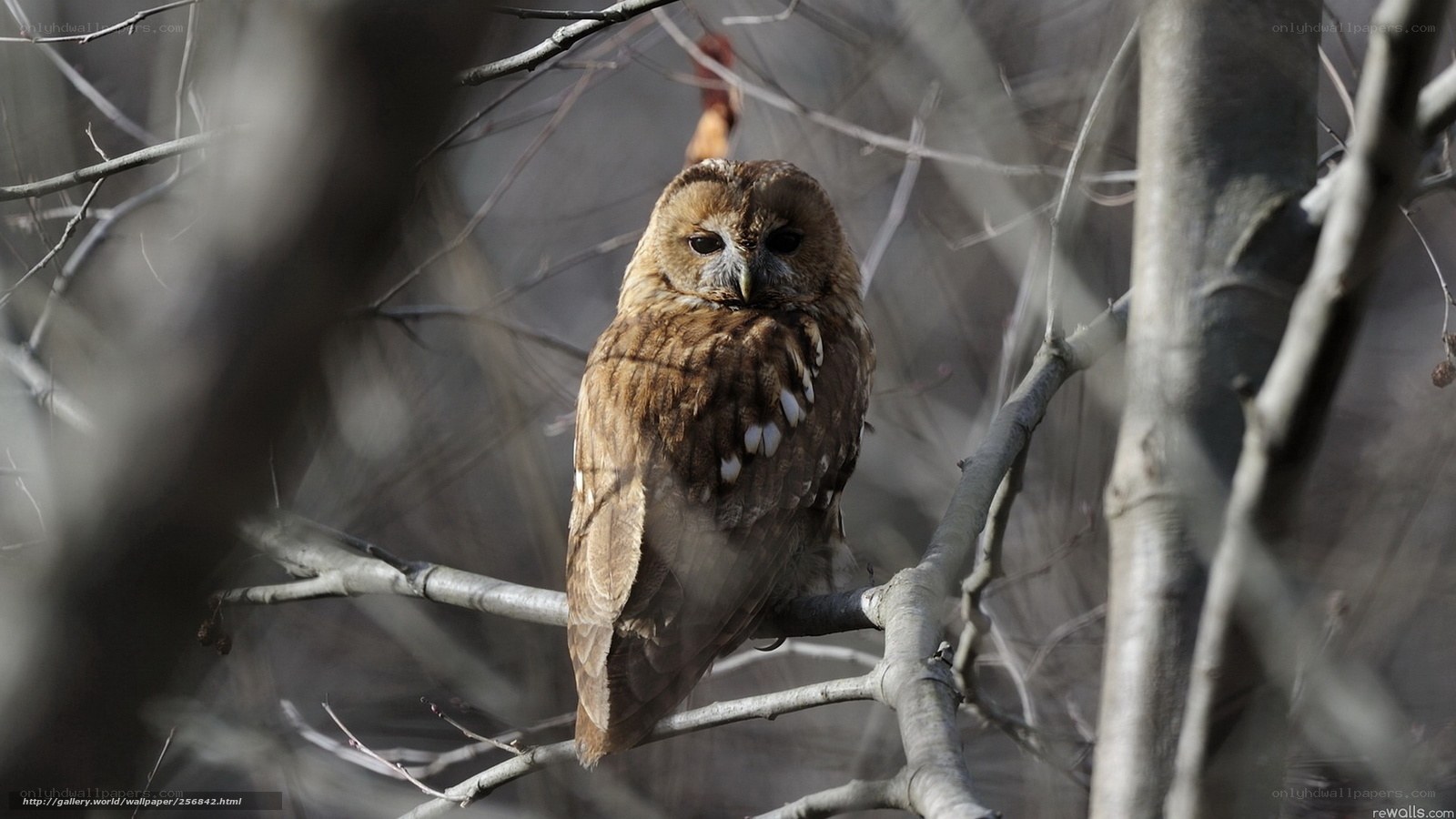 Owl perched on a branch