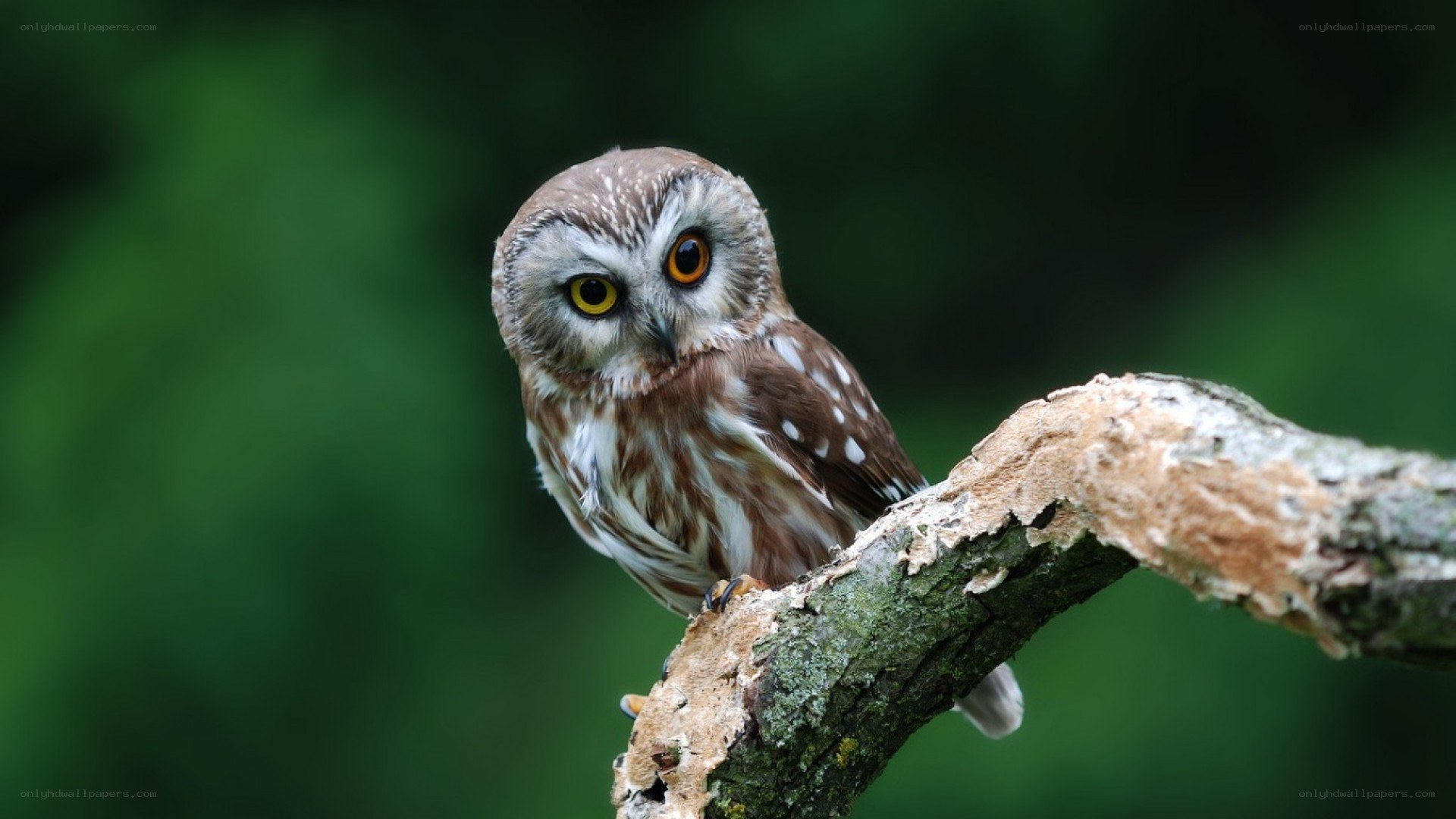 owl perched on a branch
