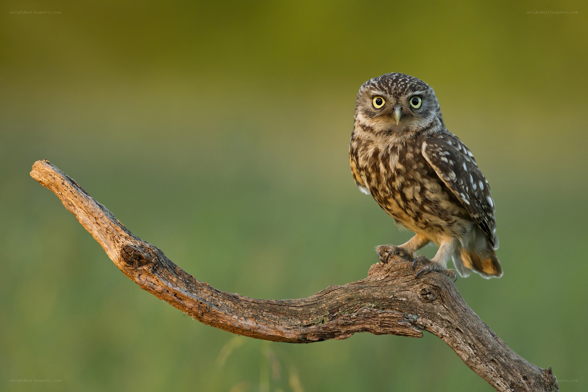 Owl perched on a branch