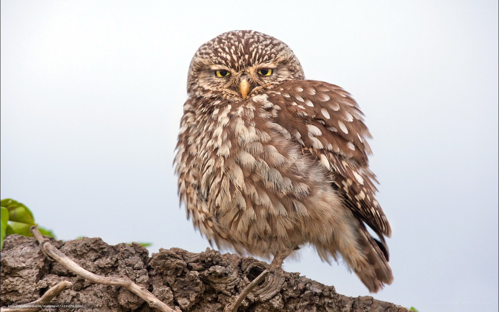 Owl perched on a branch