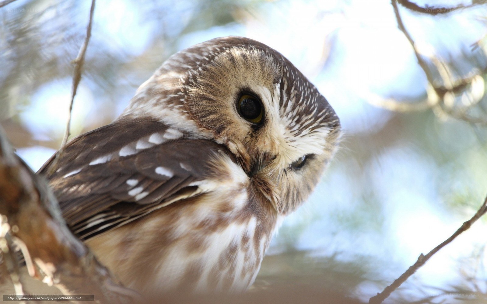 owl perched on a branch